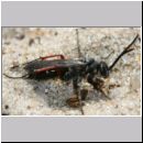 Episyron rufipes - Wegwespe m06 Sandgrube Niedringhaussee.jpg